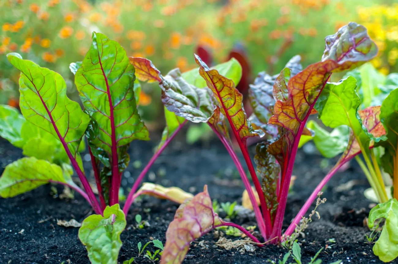 Beets