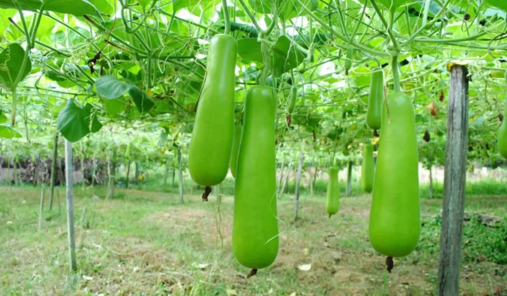 Bottle gourd