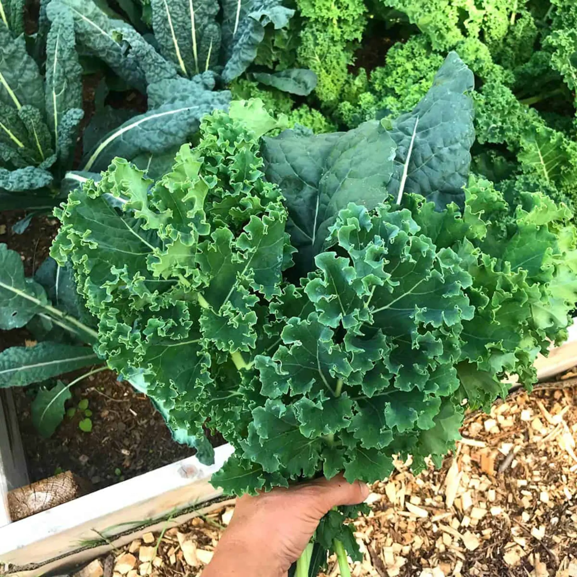 Leafy Green Kale  Vegetable