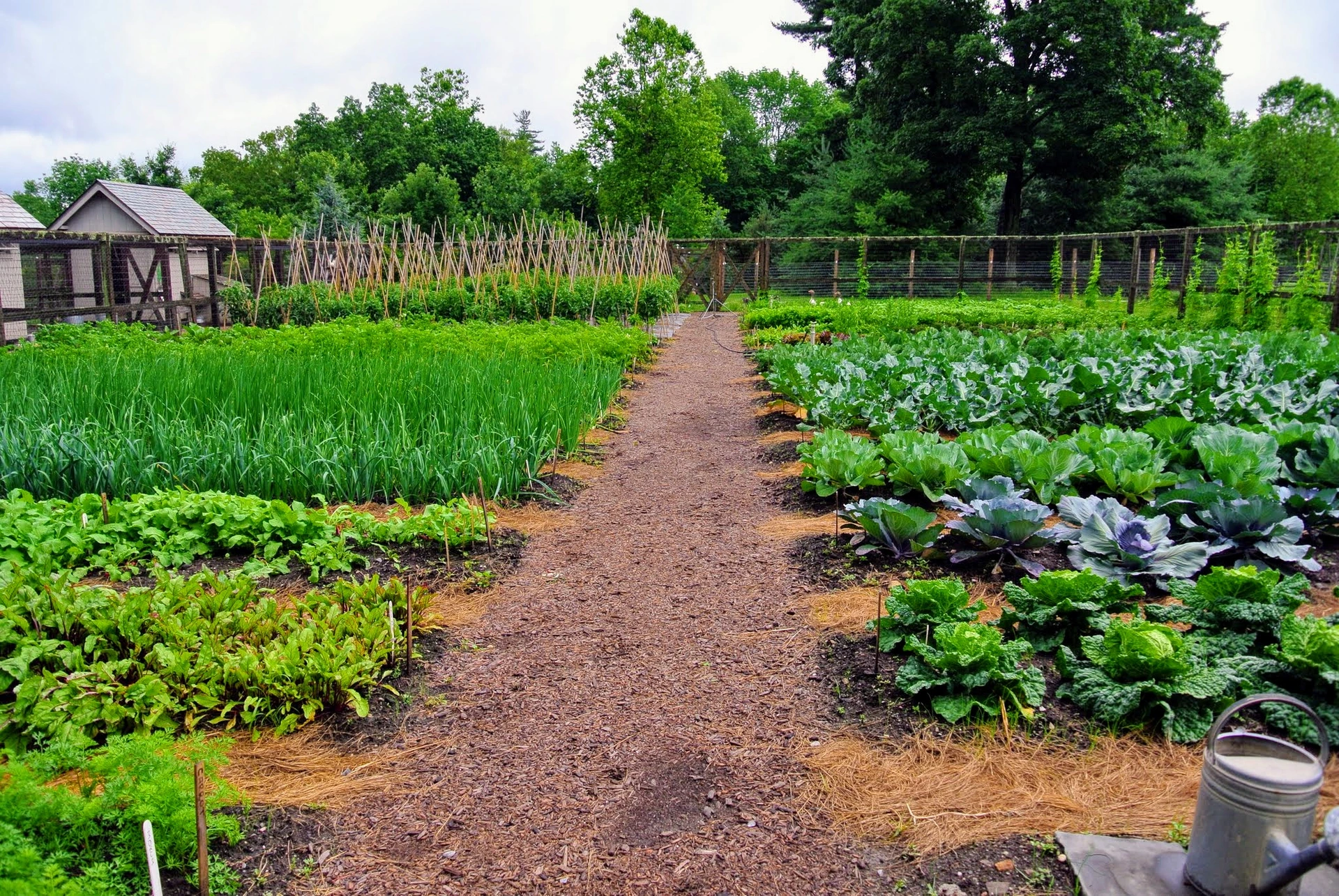 Harvesting Vegetables