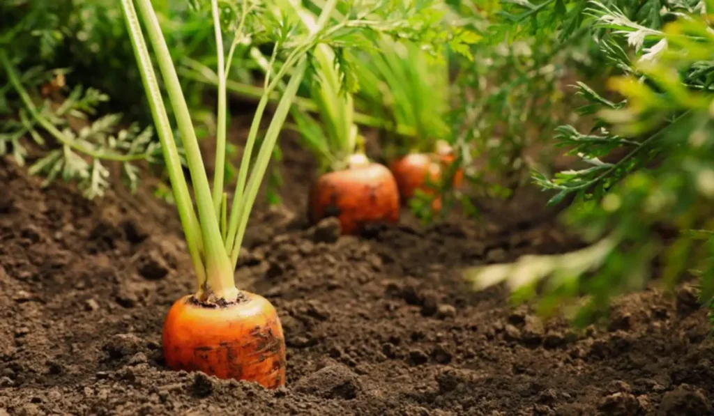 Carrots planting