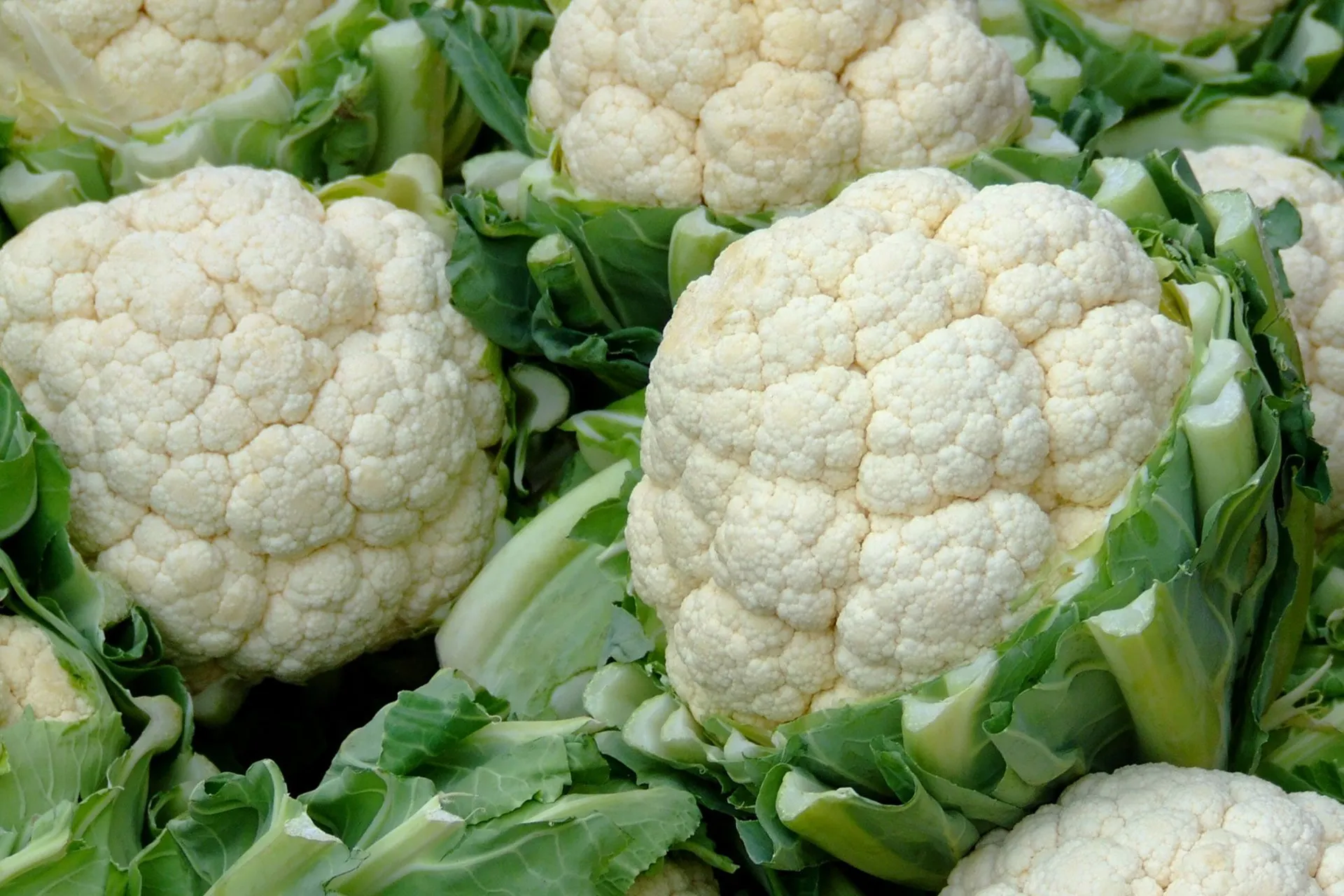 Cauliflower: A versatile vegetable