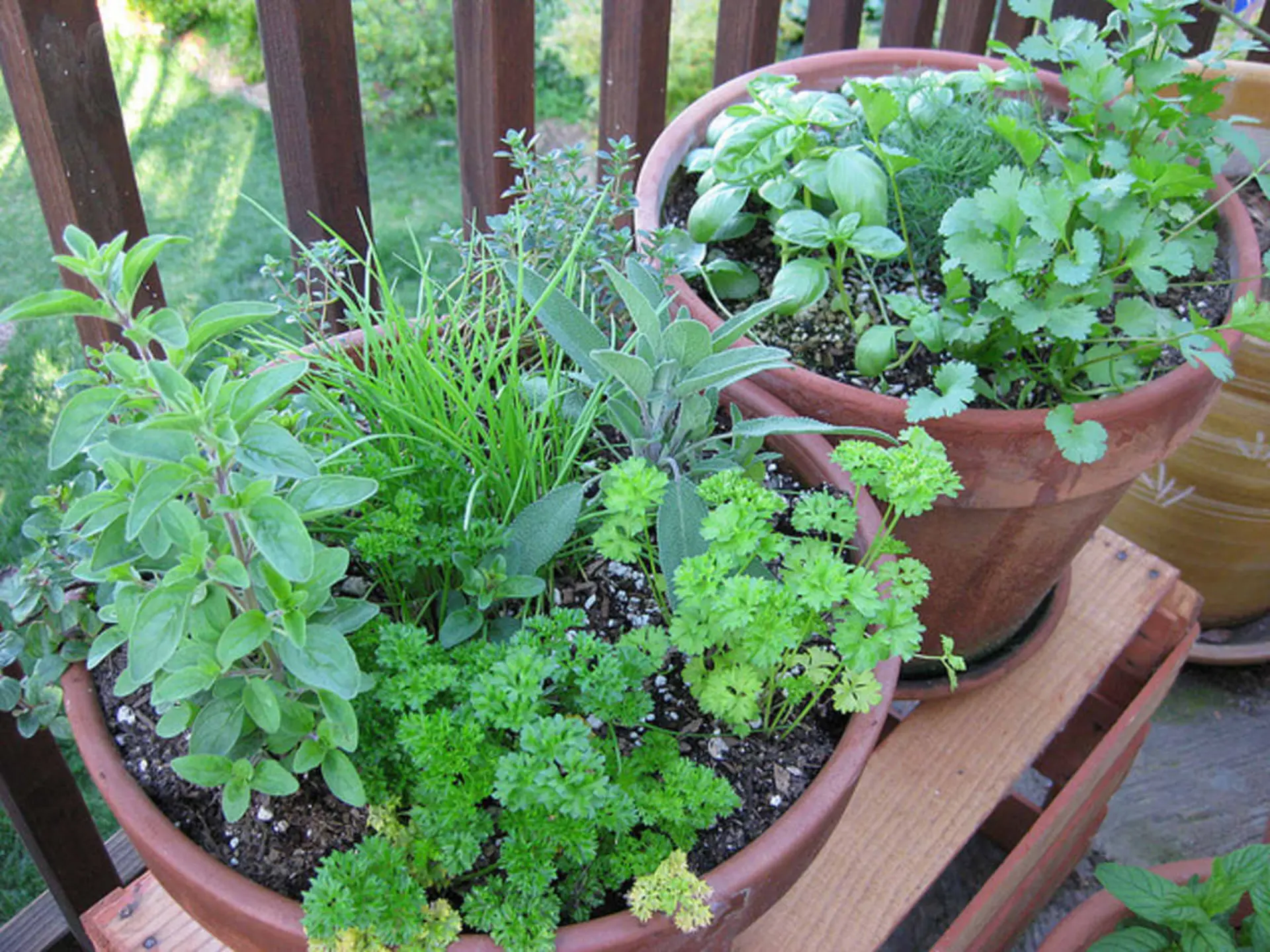 Growing Coriander