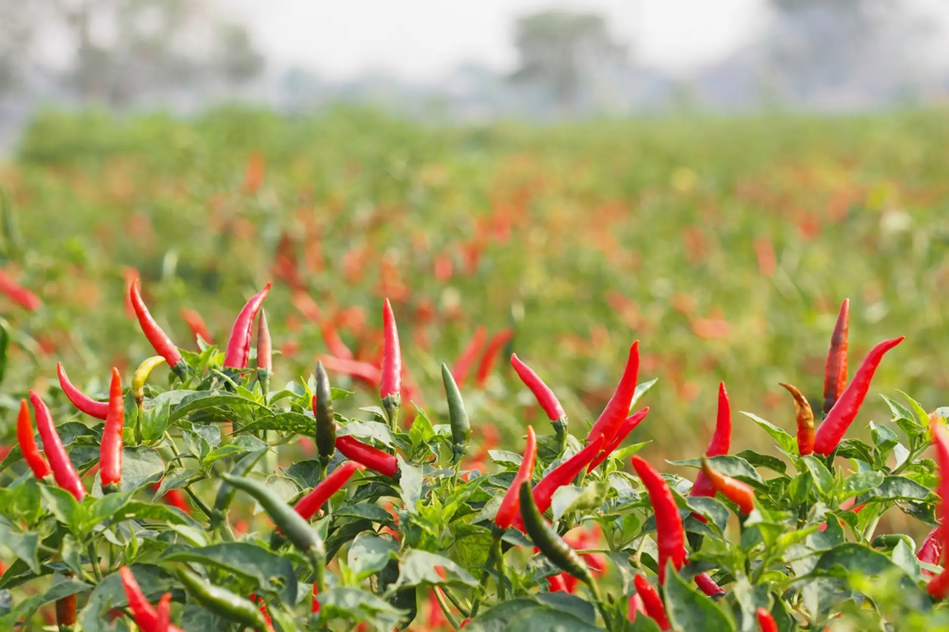 Care and Maintenance for Chilies