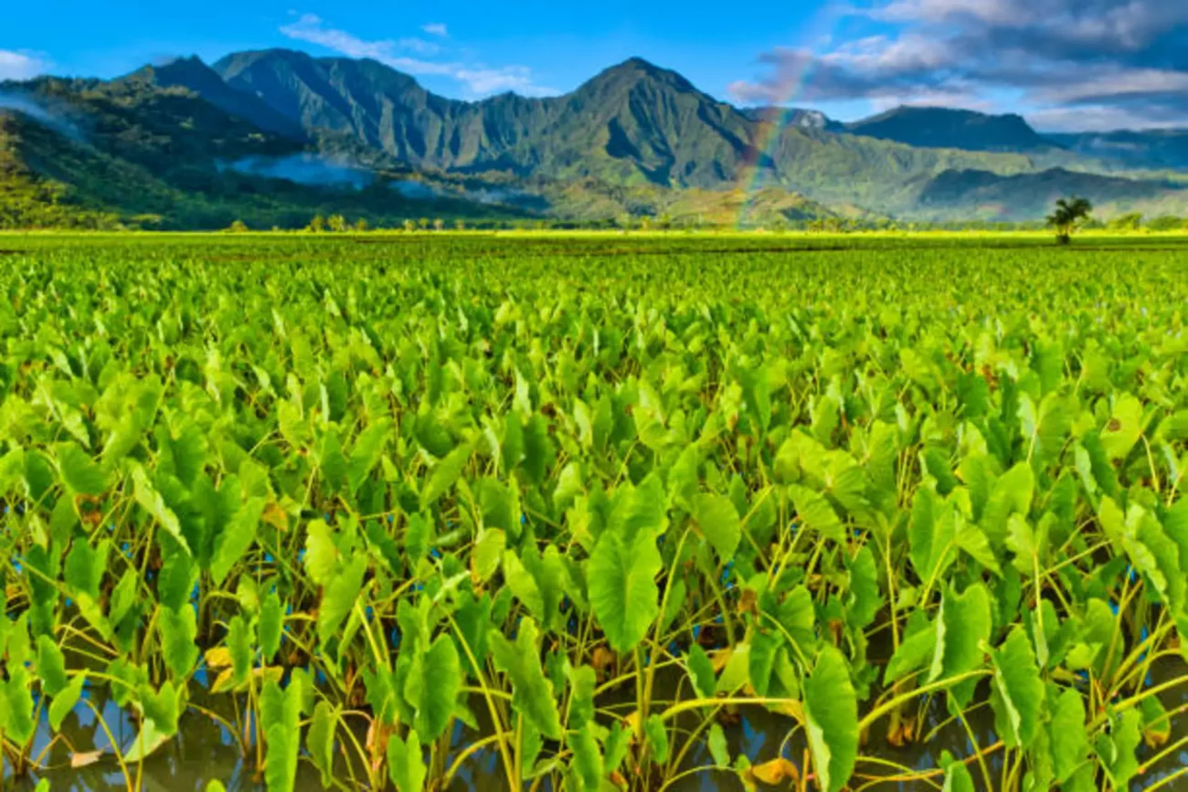 Taro Root