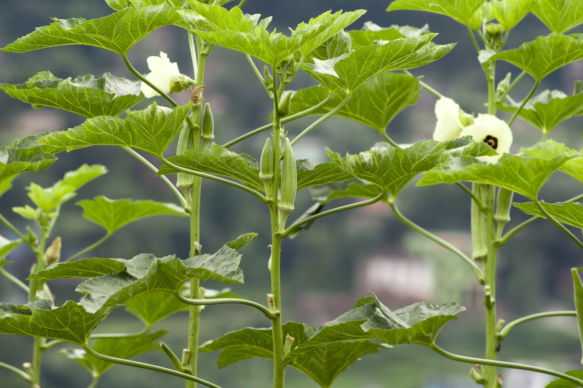 Growing Okra