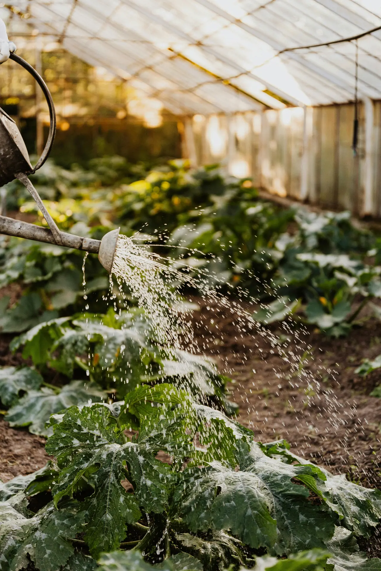 Home Gardening