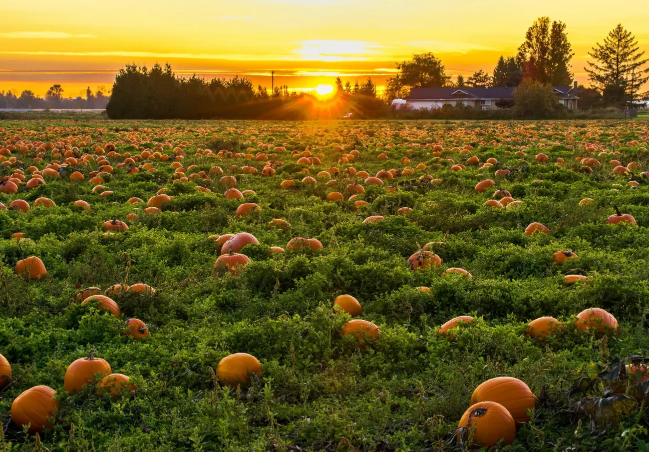 Gourds