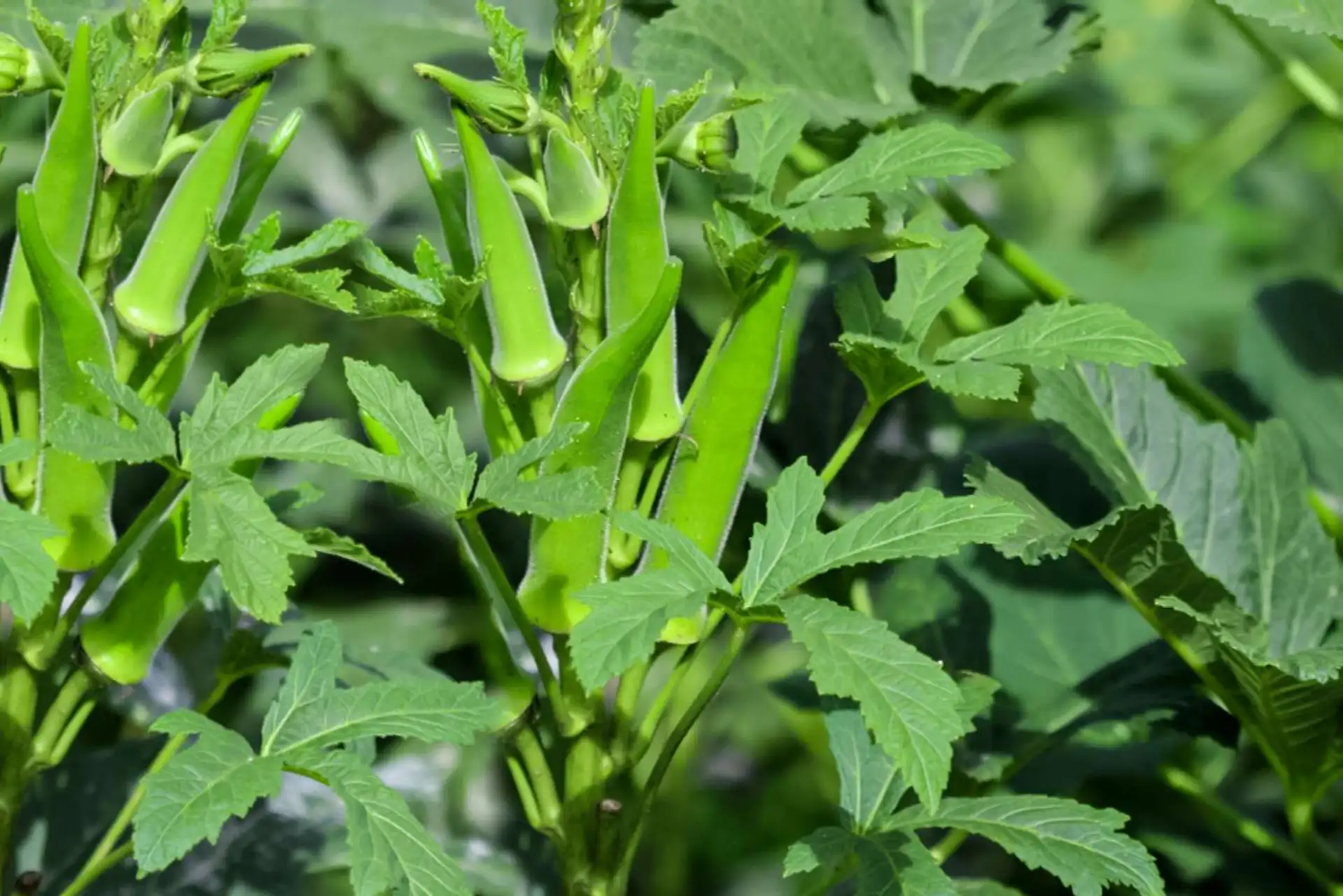 Care and Maintenance for Grow Okra