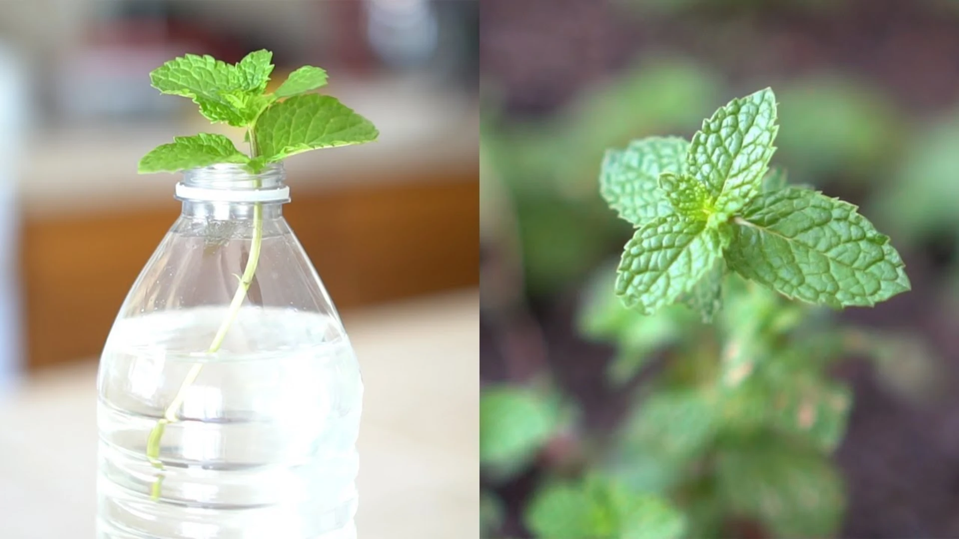 Growing mint with Propagate