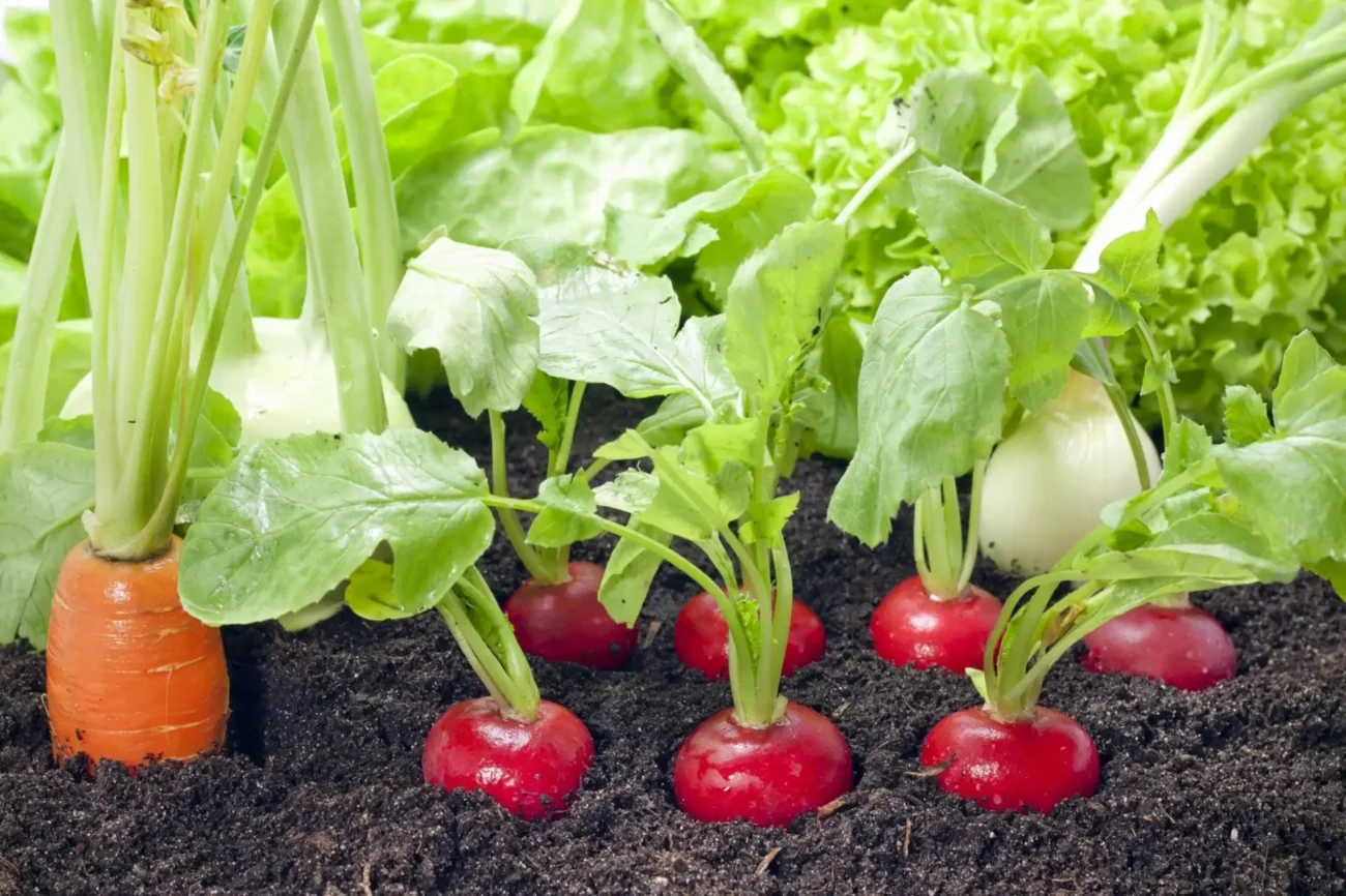 Benefits of Radish