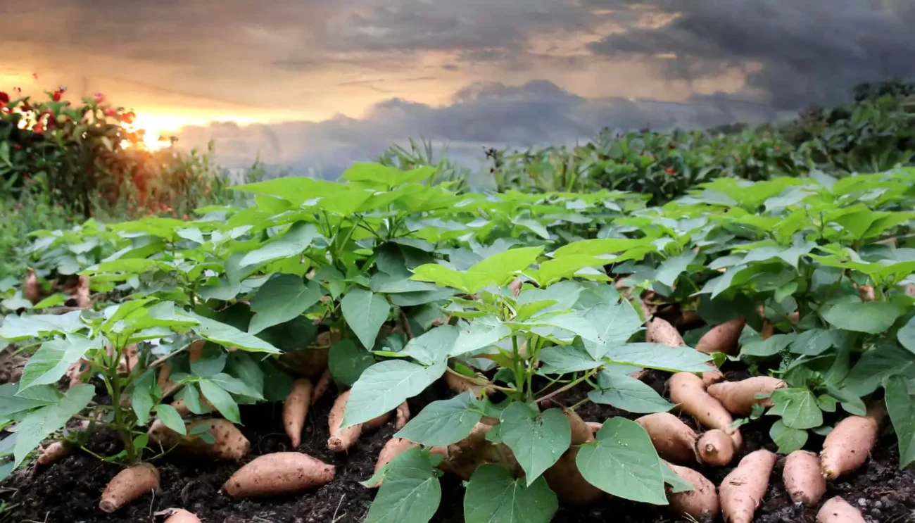 sweet-potatoes-plant-and-fruits