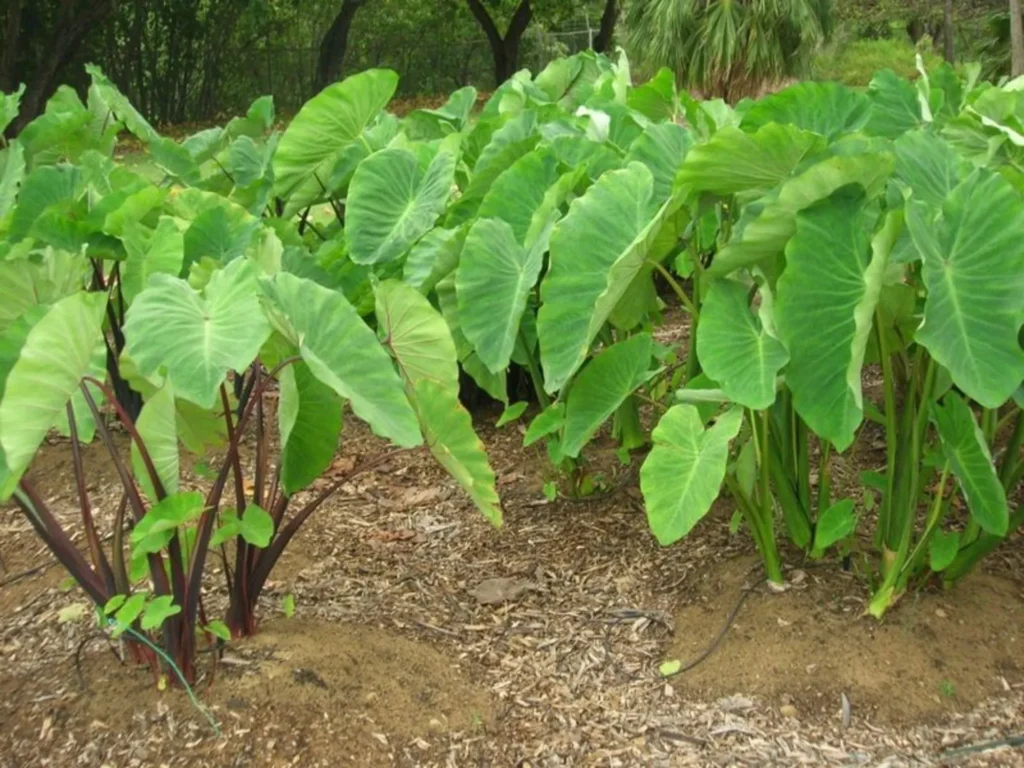 taro roots