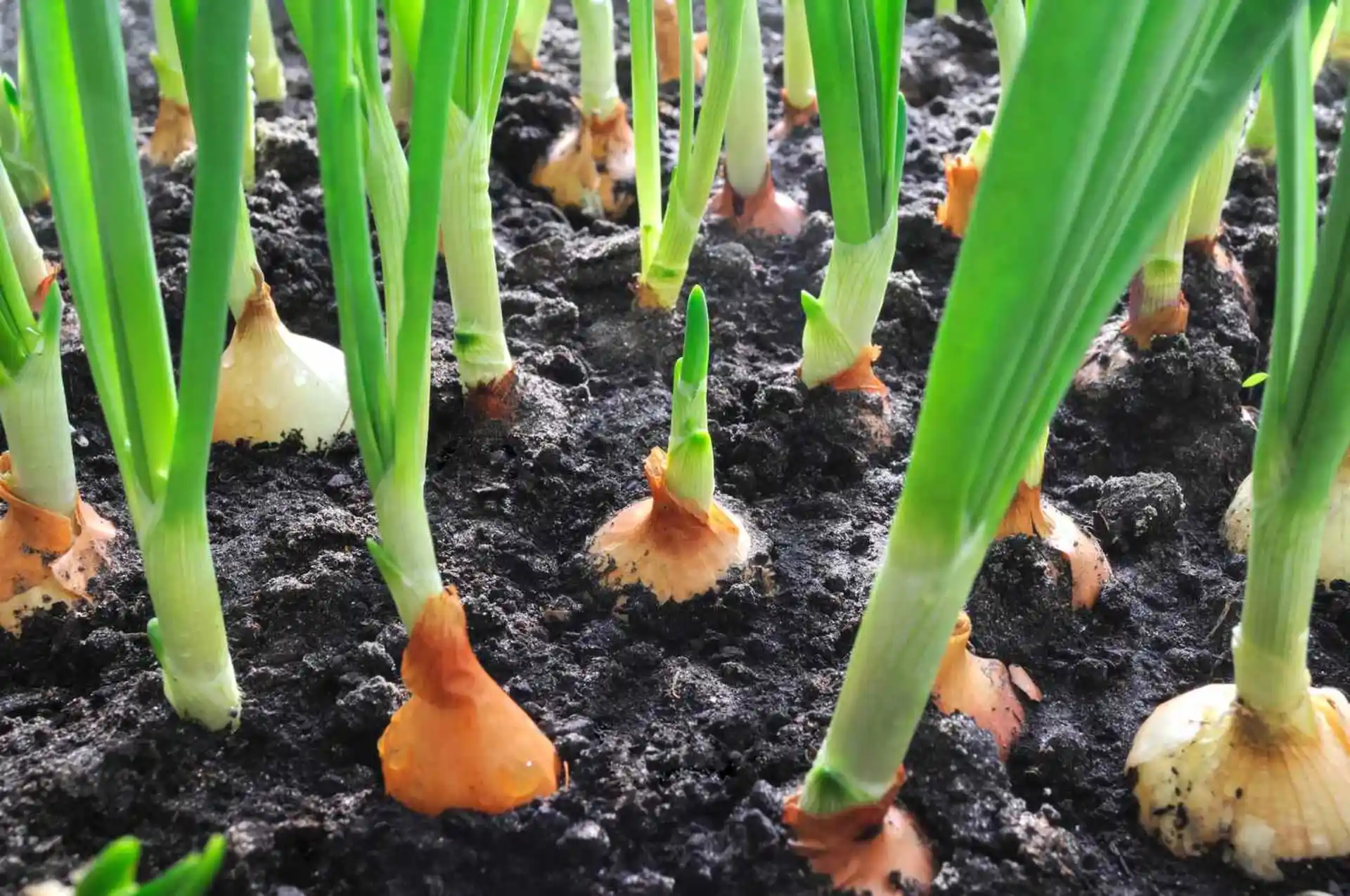 Growing Onions