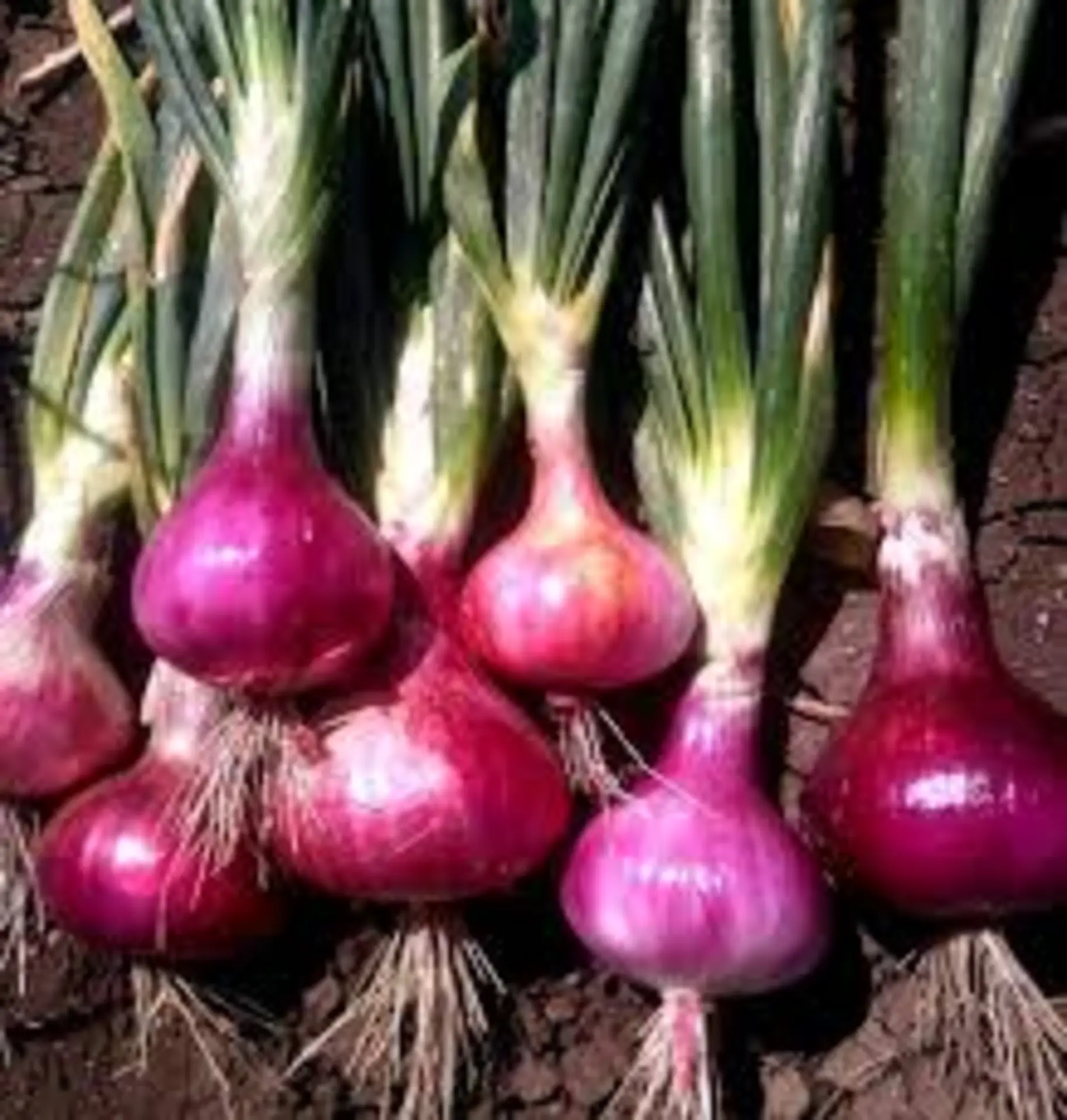 Growing Onions